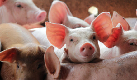 Czym jest kanibalizm u świń i jak się objawia