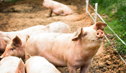 bioasekuracja asf świnia