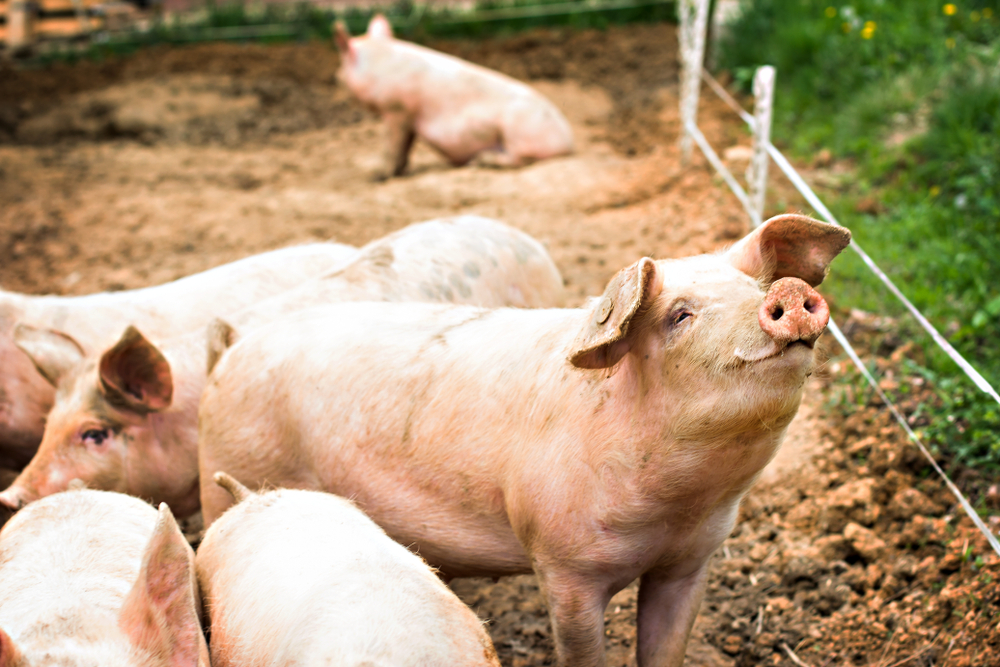 bioasekuracja asf świnia