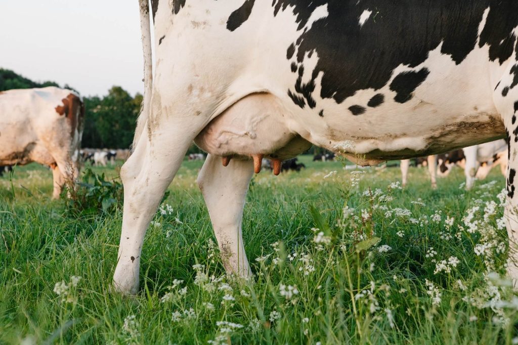 Jak higiena wymion wpływa na komfort i zdrowie krów