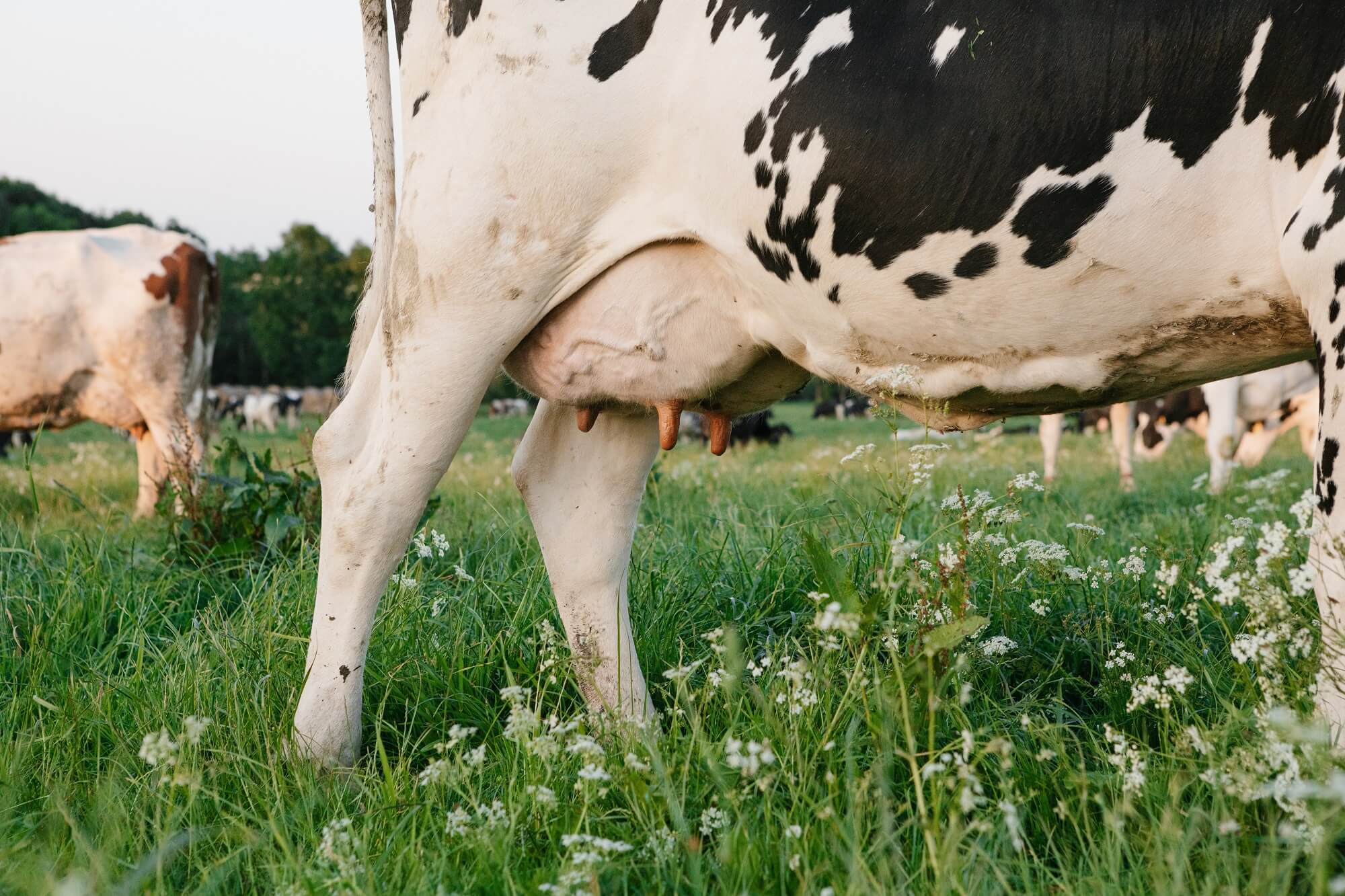 Jak higiena wymion wpływa na komfort i zdrowie krów?