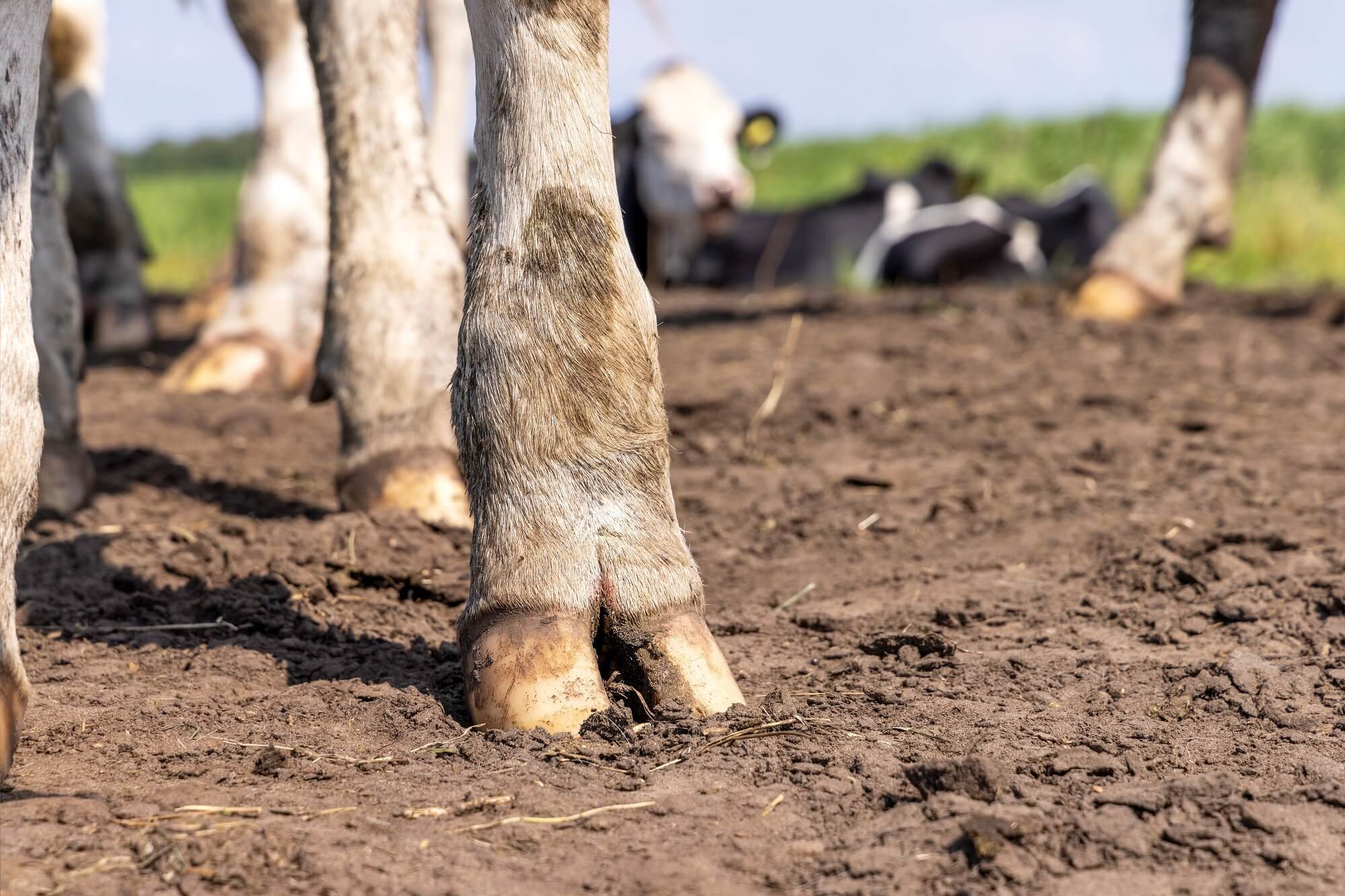 Jak ocenić, że racice wymagają natychmiastowej interwencji?