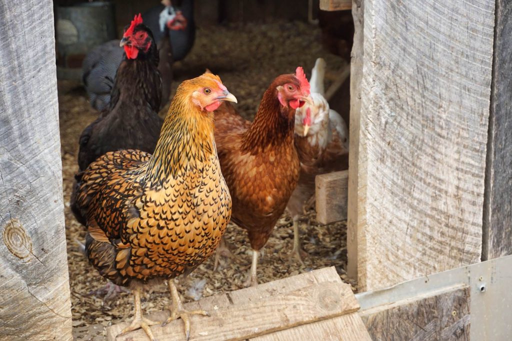 Jak wybrać skuteczny preparat do odkażania kurnika